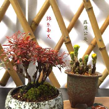 錦糸南天 の投稿画像一覧 Greensnap グリーンスナップ