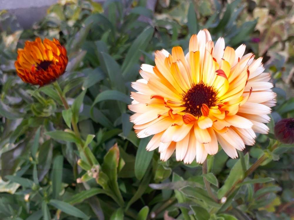 キンセンカの投稿画像 By みうどんぶりさん 寄せ植えと屋上ガーデンと緑のある暮らしと花のある暮らしとルーフバルコニーとバルコニストとカレンデュラコーヒークリーム 月1月4日 Greensnap グリーンスナップ