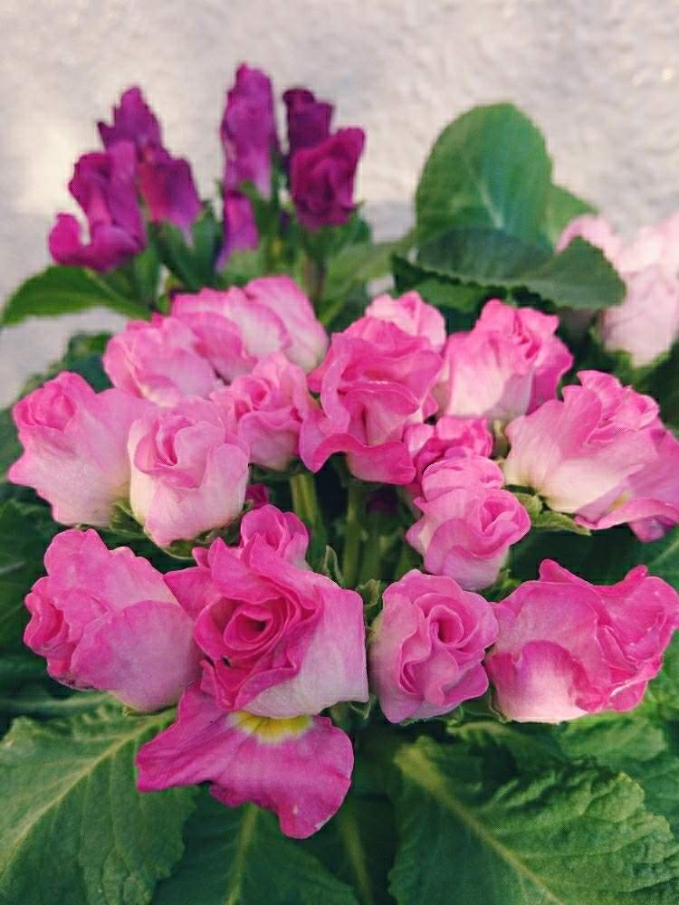 キャンディinブライトの投稿画像 By ちっちさんさん バラ咲きジュリアンと花のある暮らしとバラ咲きジュリアン 月1月4日 Greensnap グリーンスナップ