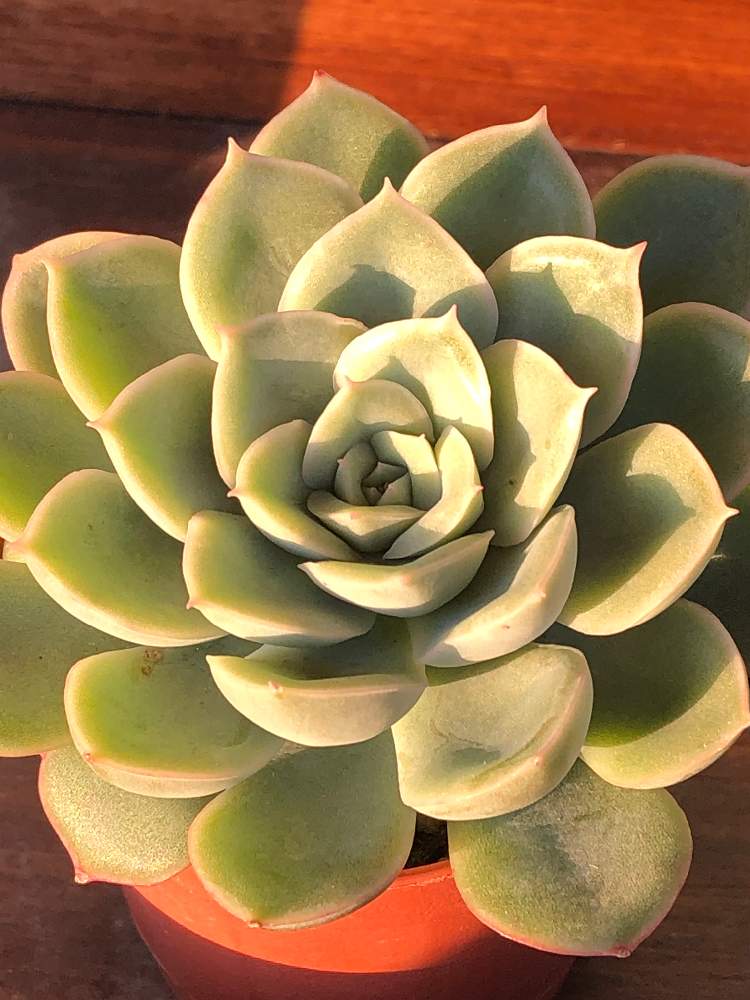 多肉植物の投稿画像 By Okiさん 沖縄と眺める幸せ と多肉女子と多肉植物とサボテンとちゅふぁーら多肉と沖縄タニラーとgs沖縄支部 月1月4日 Greensnap グリーンスナップ