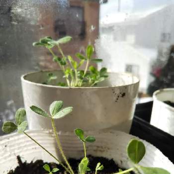 ゆっくりゆっくりの投稿画像一覧 Greensnap グリーンスナップ