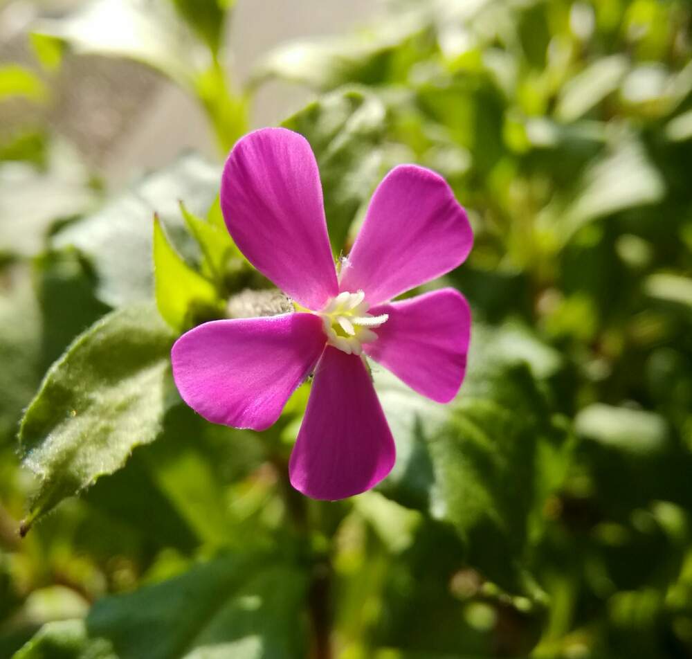 キュンキュン乙女倶楽部の投稿画像 By もんもんチャンさん ツルコザクラの花とナデシコ科 と倶楽部活動のお知らせとhtcと乙女ピンクとピンクパンサーの シレネとシレネ カロリアナと玄関とキュンキュン乙女倶楽部とツルコザクラの花とナデシコ科 と倶楽部活動の