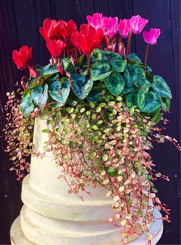 ガーデンシクラメンの投稿画像 By Hiroyoshiさん ワイヤープランツスポットライトと観葉植物と寄せ植えときれいなお花とシクラメン大好きと可愛いと花のある暮らし 月1月4日 Greensnap グリーンスナップ