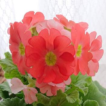 室内花の投稿画像一覧 Greensnap グリーンスナップ