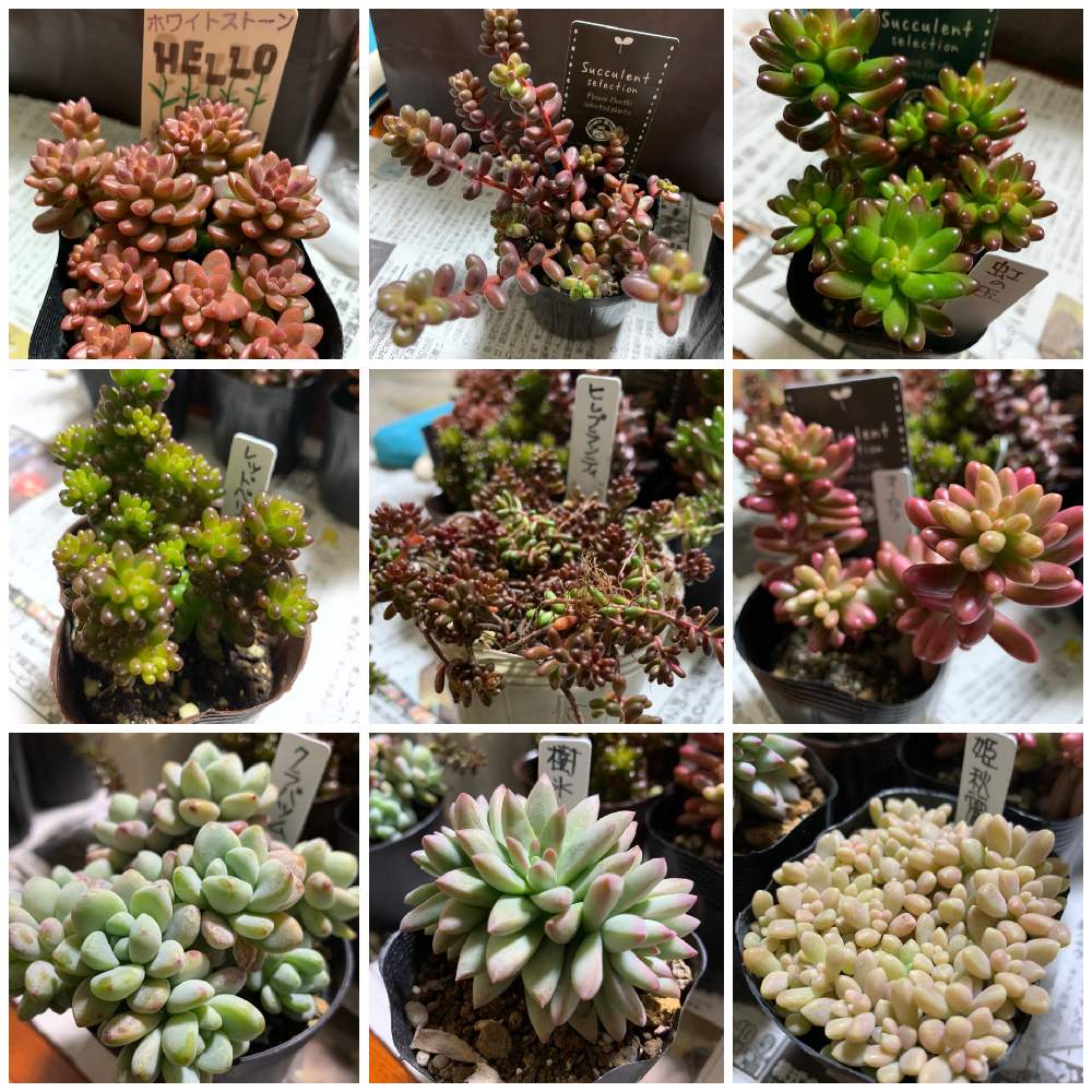 樹氷の投稿画像 By Trgeさん 虹の玉と姫秋麗とクラバツムとレッドベリーとセダム オーロラとセダム ホワイトストーンとヒレブランディと玉 葉とセダム属と福袋と植中毒と多肉女子 月1月4日 Greensnap グリーンスナップ