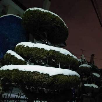 北海道の木の画像 by まるしげさん | お出かけ先とオンコの木といちいと冬の風物詩と北海道の木と冬がきたぞと北海道と札幌