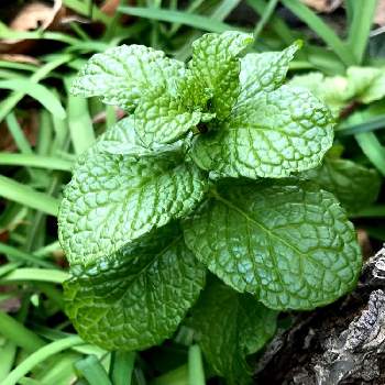 最高レモンバーム 花言葉 すべての美しい花の画像