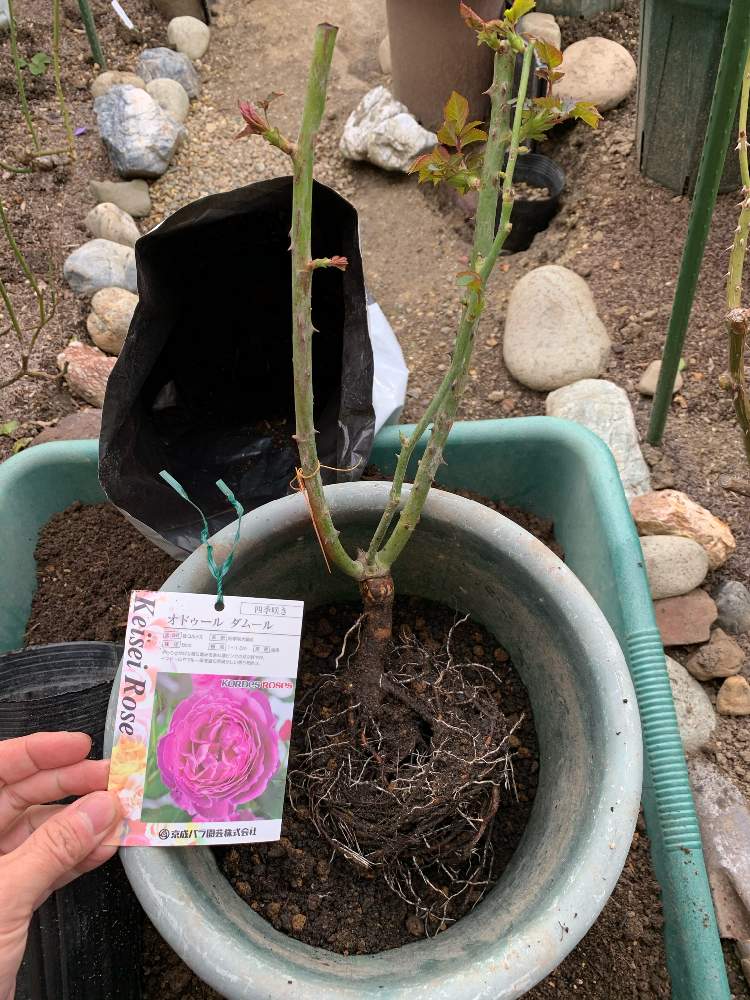 大苗のポットの中は Greensnap グリーンスナップ