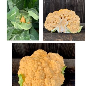 オレンジ・カリフラワー,はたけ,収穫,収穫物,自家製野菜の画像