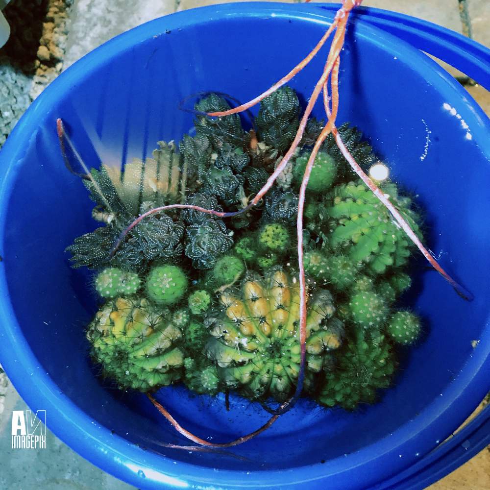 水責めの投稿画像 By あんさん 水責めと玄関と 17と 16と水責めと水責めと 17と 16 月1月5日 Greensnap グリーンスナップ Greensnap グリーンスナップ