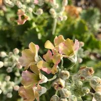 サクラソウ,花のある暮らし,アプローチの画像