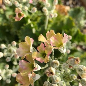 サクラソウ,花のある暮らし,アプローチの画像