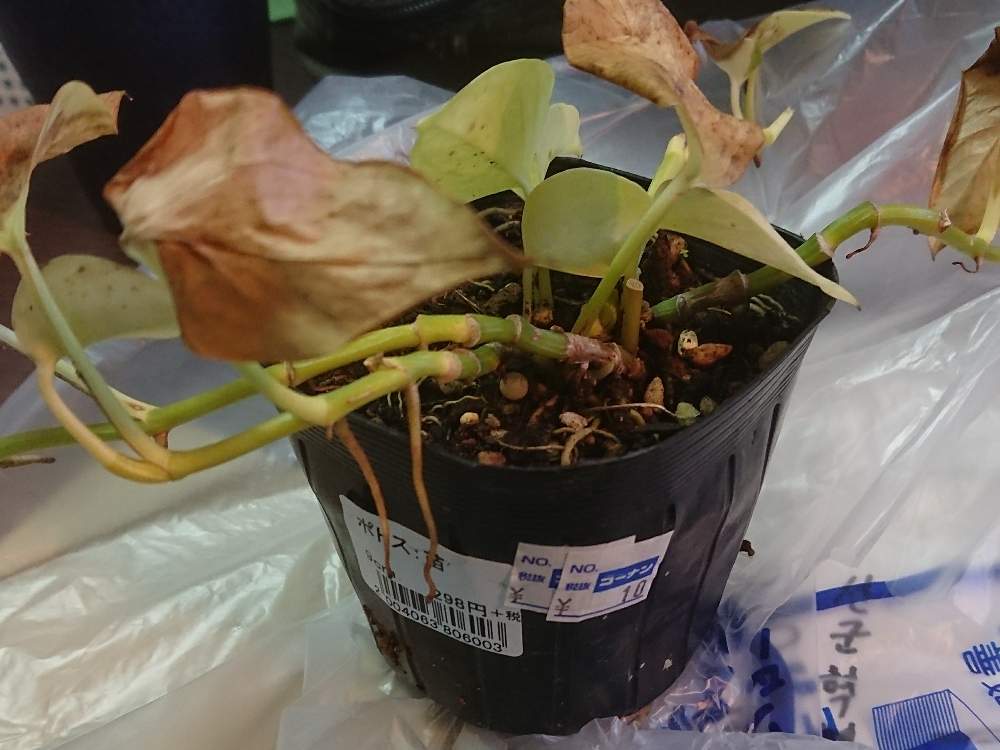 ポトスの投稿画像 By Nishianimuyさん 窓辺とホームセンターと見切り品とホームセンターと見切り品 月1月5日 Greensnap グリーンスナップ Greensnap グリーンスナップ