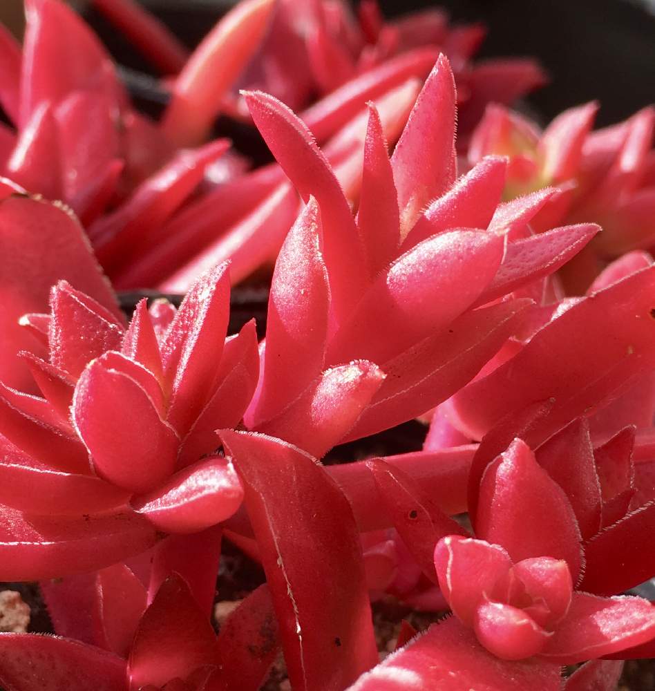 多肉植物の投稿画像 By さっちゃんさん Htcとキュンキュン乙女倶楽部と放置多肉と黒ポットのままと燃ゆる思い 月1月5日 Greensnap グリーンスナップ