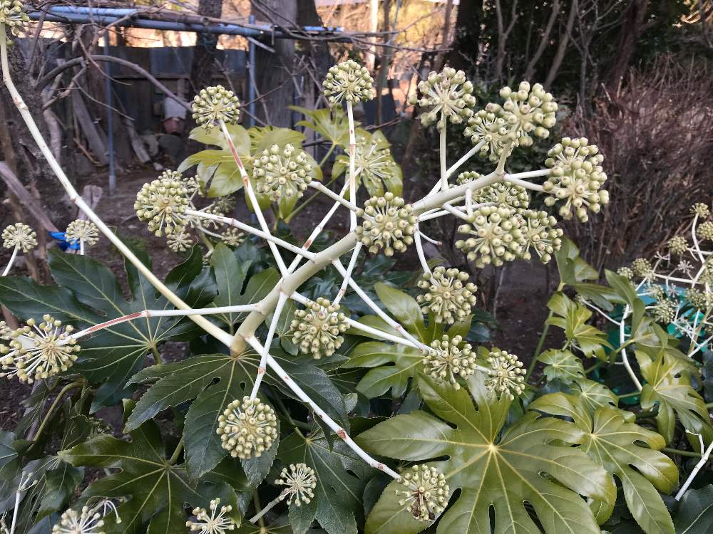 ヤツデの投稿画像 By クロサトさん 月1月5日 Greensnap グリーンスナップ