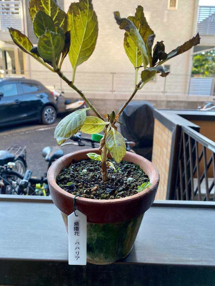 19 21 挿し木をやってみた 紫陽花 ババリア Greensnap グリーンスナップ
