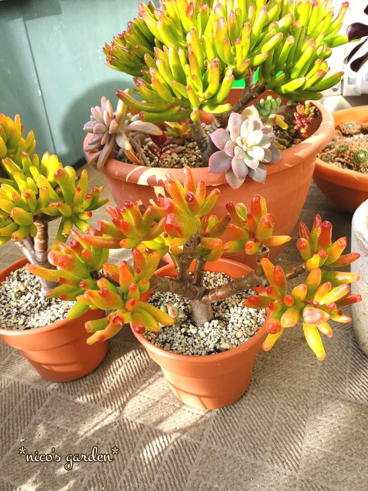 ゴーラムの投稿画像 By にこるさん 多肉植物と紅葉する多肉と Naturalと多肉植物のある暮らしと木立ちと木立ち多肉 月1月5日 Greensnap グリーンスナップ