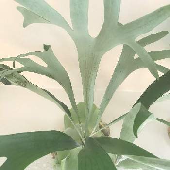 P.bahiaの投稿画像一覧|🍀GreenSnap(グリーンスナップ)