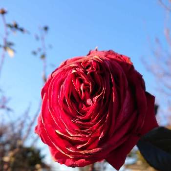 薔薇ローズ･デ･キャトル･ヴァンの画像 by のりりんの森さん | 薔薇ローズ･デ･キャトル･ヴァンとマイガーデンとキュンキュン乙女倶楽部と2020燃ゆる思いと渋めの赤い薔薇