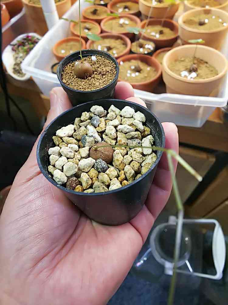 アフリカ　亀甲竜　12株　まとめ売り アフリカ亀甲竜 | GN PLANT