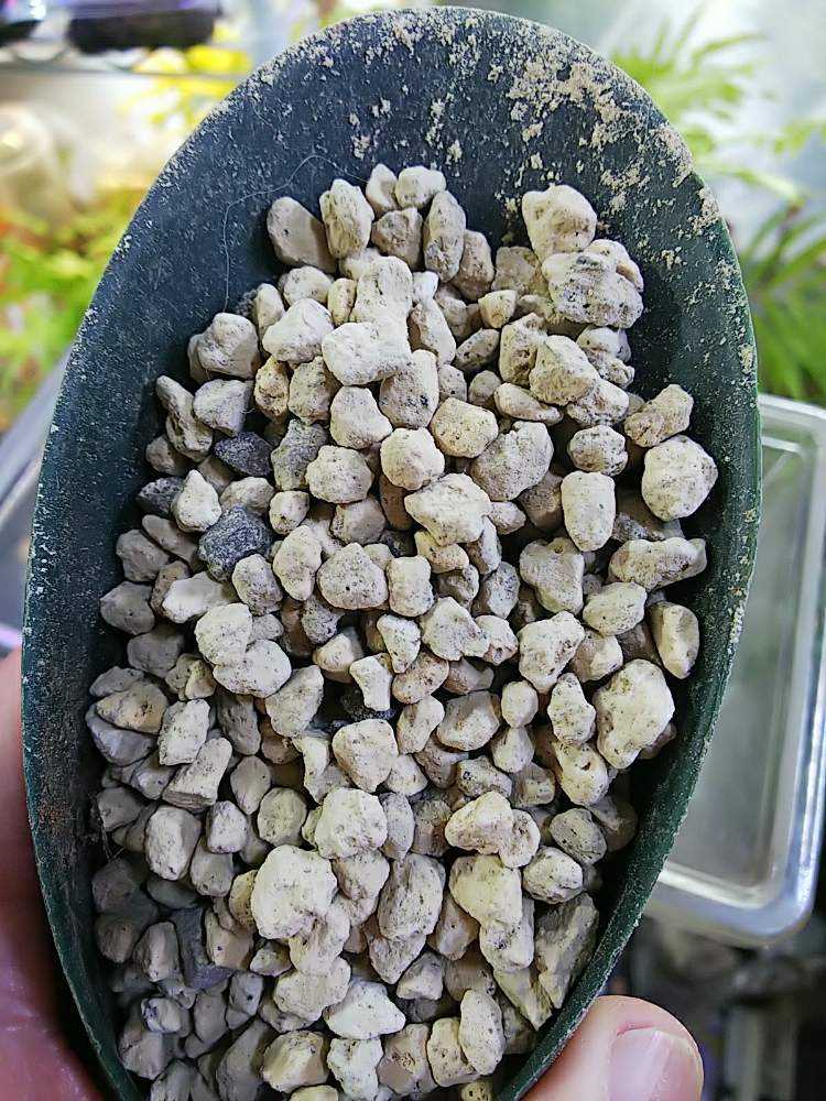 確認用　　亀甲竜　実生株 亀甲竜 実生 【1】 | mana's farm:塊根植物・アガベ・ドライ