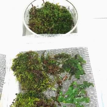 浴室の投稿画像一覧 Greensnap グリーンスナップ