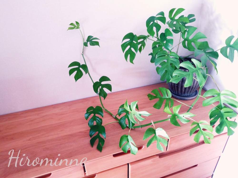 ヒメモンステラの投稿画像 By ヒロミンさん 観葉植物と植物のある暮らし 月1月6日 Greensnap グリーンスナップ