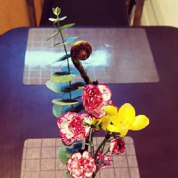 ぜんまいの画像 by たぬきちさん | 部屋とカーネーションとスイートピーとぜんまいと一輪挿しと花のある暮らし