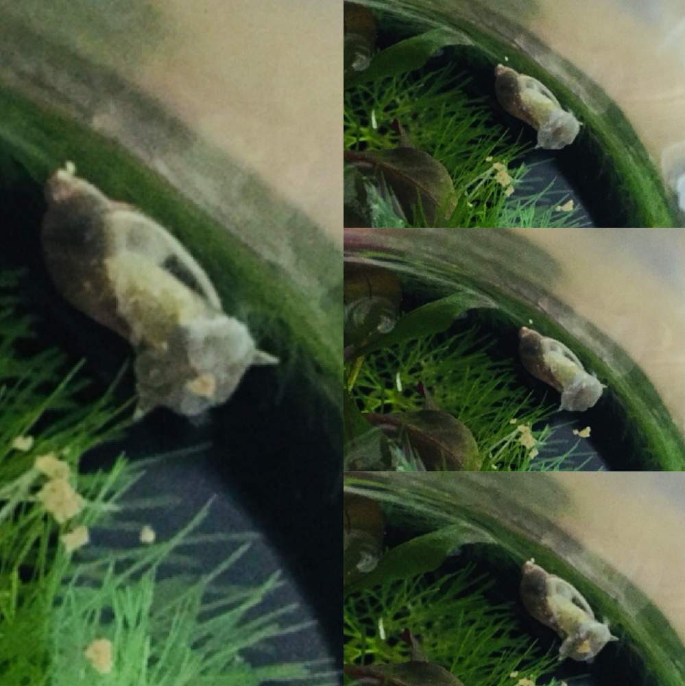 カボンバの投稿画像 By にゃんたさん モノアラガイ 物洗貝 と水草とモノアラガイとルーペで探検中 月1月6日 Greensnap グリーンスナップ