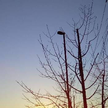 朝陽…の画像 by 椿さん | お出かけ先とおさんぽと朝陽…