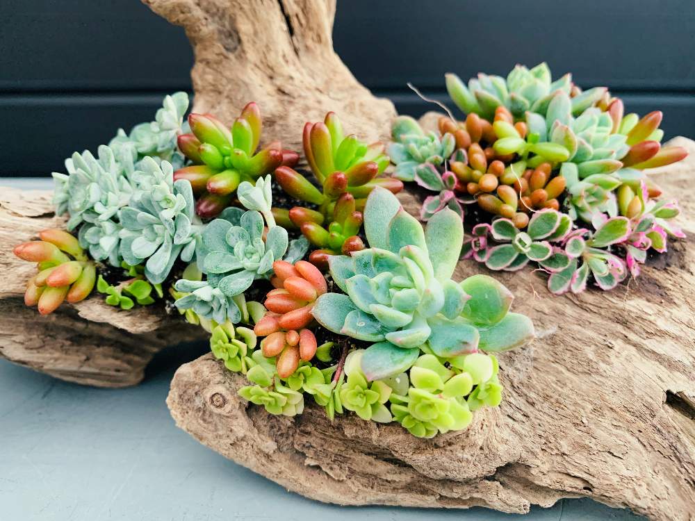 ご予約品 限定一つ 多肉植物寄せ植え 流木インテリア フラワー ガーデン Www Smithsfalls Ca