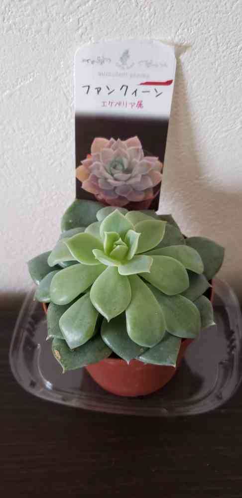 おまとめ中！39SALE！多肉植物^o^   ファンクィーン おまとめ中！39SALE！多肉植物^o^ ファンクィーン