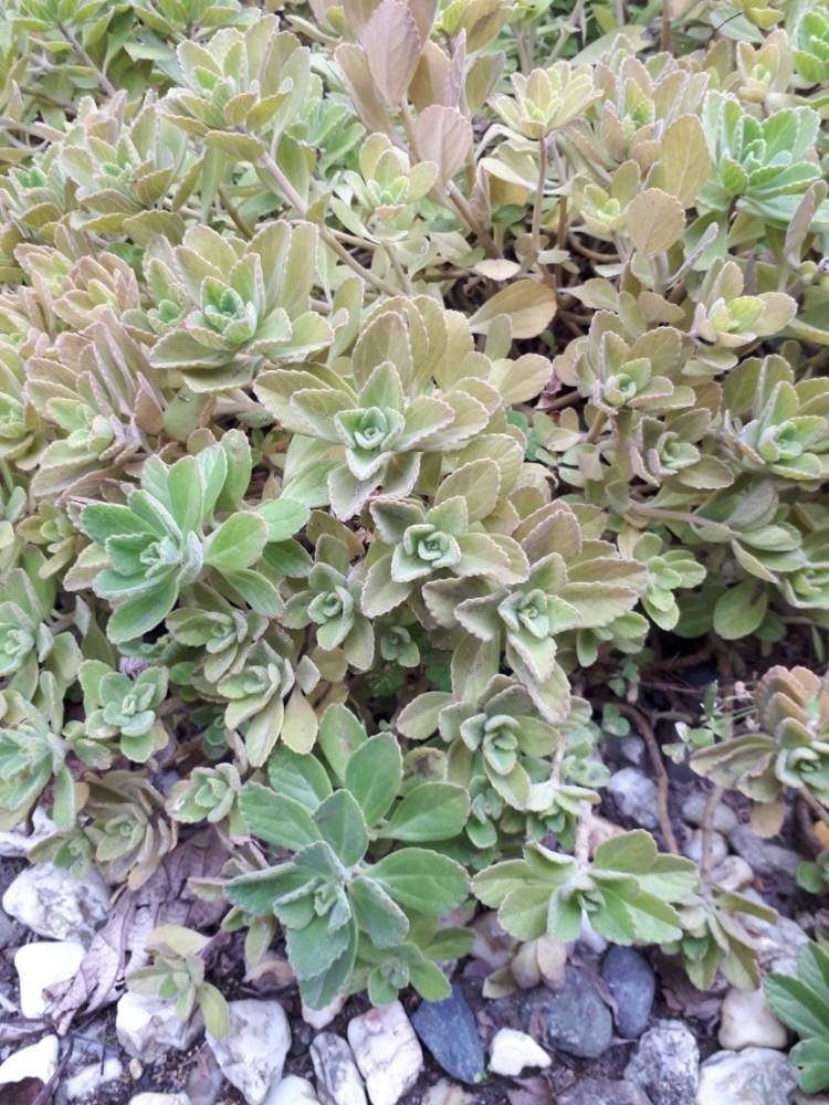 マンジェリコン ハーブ の投稿画像 By Kさん 月1月6日 Greensnap グリーンスナップ