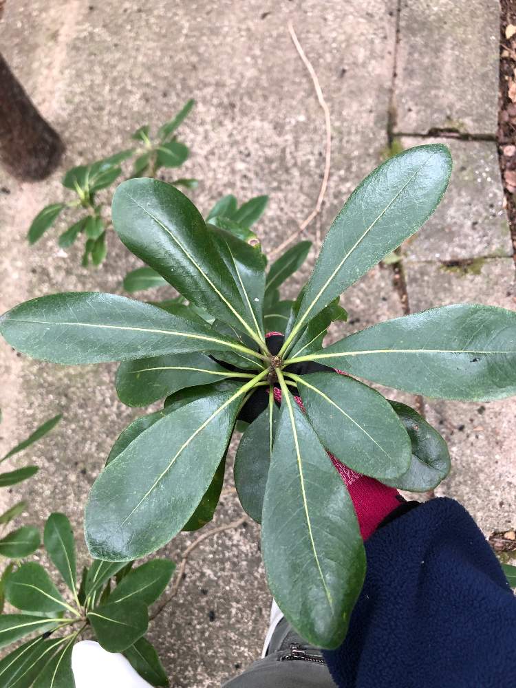 モッチーさんの投稿画像 月1月6日 Greensnap グリーンスナップ