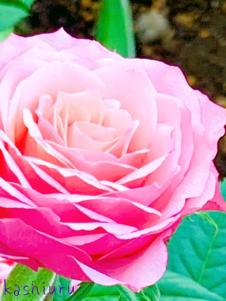 冬に咲く花フォトコンの投稿画像 By Kashiuru さん 今日の一枚と今日のお花ときれいな色と花のある暮らしと薔薇 とバラ ミニバラと大人のたのしみとgreen Up 月1月6日 Greensnap グリーンスナップ