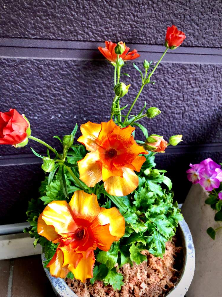 ラナンキュラス ラックスの投稿画像 By Cocoaさん 花びらピカピカとはなびらと愛くるしい と鉢物 と今日の１枚とラナンキュラス ラックス と多肉女子とすきとひとめぼれと玄関先アプローチと花のある暮らしと今日のおすすめとお気に入り とオレンジ 月1月6日