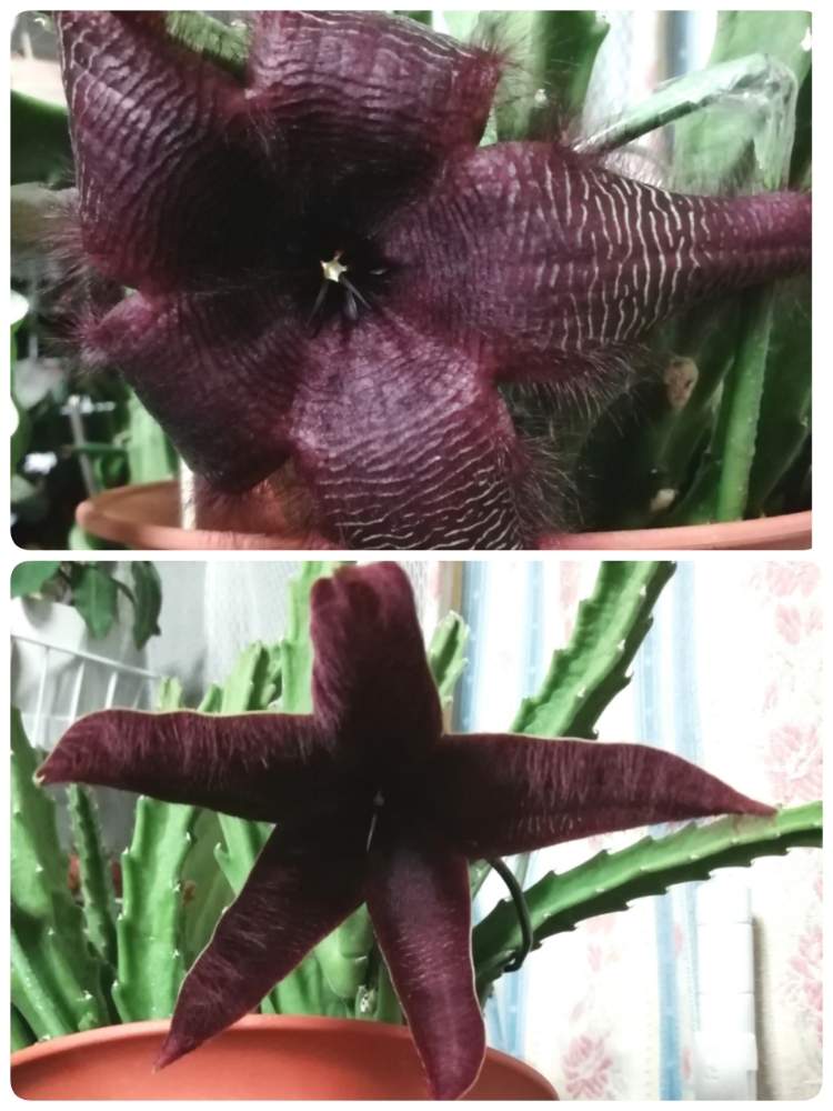 ガガイモ花の投稿画像 By ラミエナさん 和名 大花犀角と臭い とスタペリア属とガガ様愛好会とケバケバと花のある暮らしとお花が咲いた 月1月6日 Greensnap グリーンスナップ