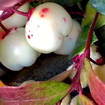 ゴールテリア ホワイトベリー の投稿画像一覧 Greensnap グリーンスナップ