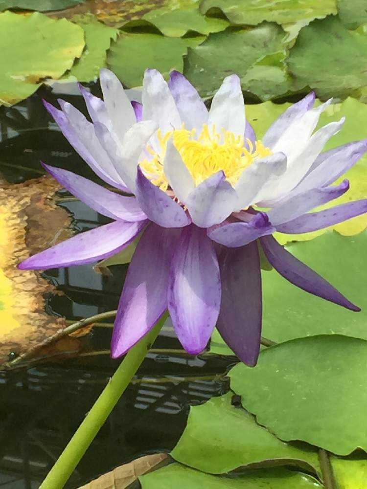 睡蓮の苗1個( ニンファエア・エボレット) nymphaea evolet 睡蓮の苗1個( ニンファエア・エボレット) 睡蓮の苗1個(Nymphaea Evolet
