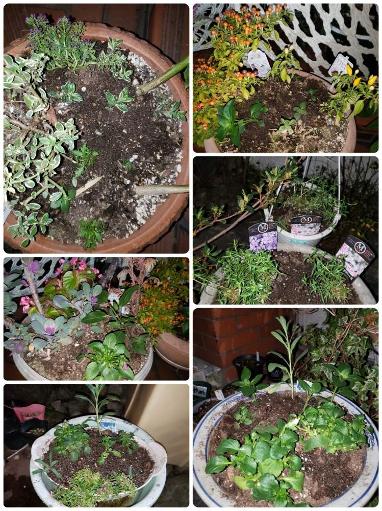 小さな庭の投稿画像 By あやめさん ビオラ パンジーとキク科と花のある暮らしと斑入り と葉牡丹の寄せ植えとビオラ パンジーとキク科と花のある暮らしと斑入り と葉牡丹の寄せ植え 月1月6日 Greensnap グリーンスナップ Greensnap グリーンスナップ