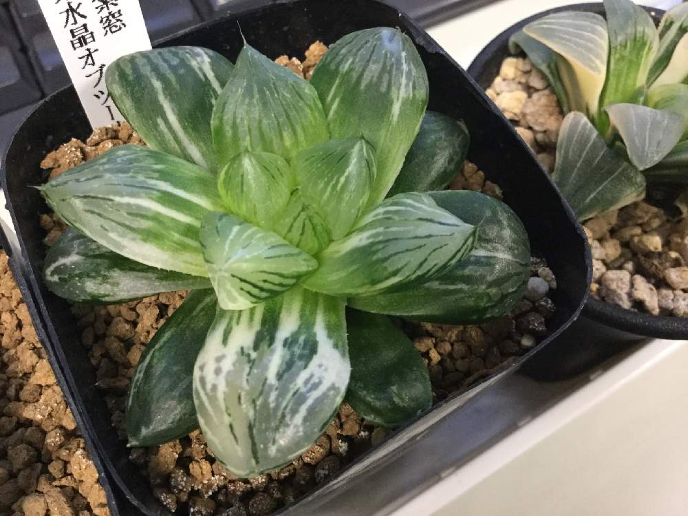 グリーン系 国際ブランド ハオルチア 大紫水晶オブツーサ錦 ハオルシア多肉植物 植物 観葉植物 インテリア小物グリーン系 9 000 Eur Artec Fr