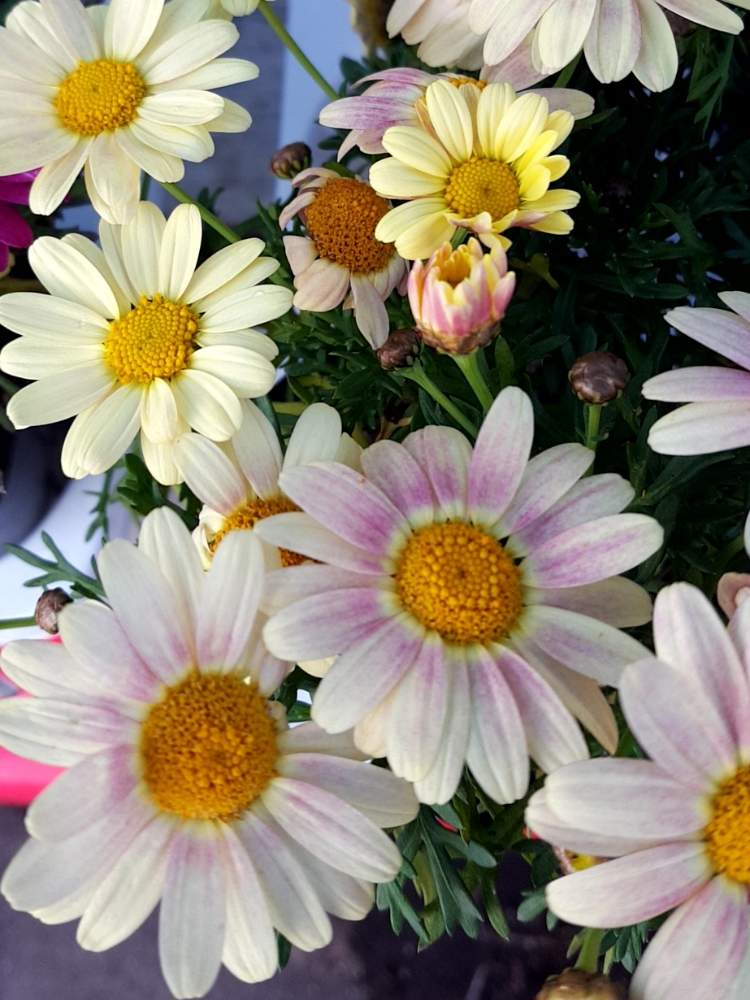 マーガレット ボンザの投稿画像 By ナオキさん 冬に咲く花フォトコン 月1月7日 Greensnap グリーンスナップ