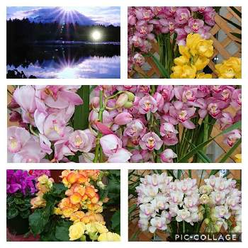 今年もよろしく♡の画像 by ヨシちゃんさん | お出かけ先と元気になったよと咲いてくれて、ありがとう！と今年もよろしく♡と癒されると美しいお花