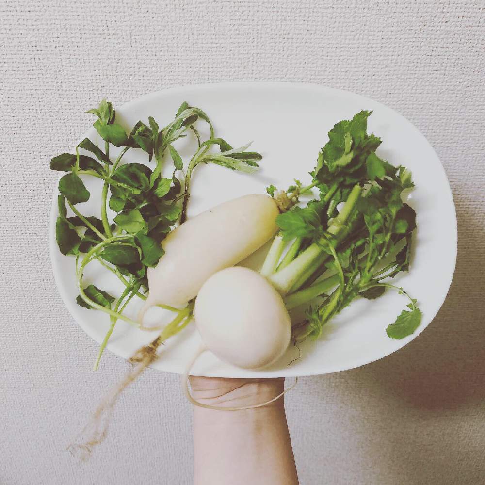 セリの投稿画像 By さももさん ナズナとホトケノザとゴギョウとスズナとスズシロとハコベ ハコベラ と春の七草と七草 月1月7日 Greensnap グリーンスナップ