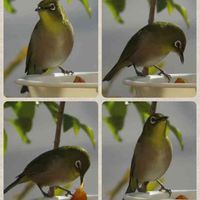 トネリコ,メジロさん,緑のある暮らし,野鳥,メジロの画像