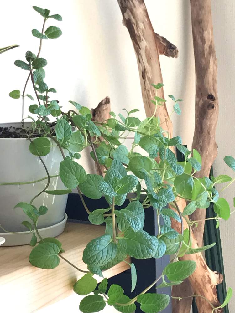 ペパーミントの投稿画像 By Nicoさん 観葉植物と成長記録とシソ科と