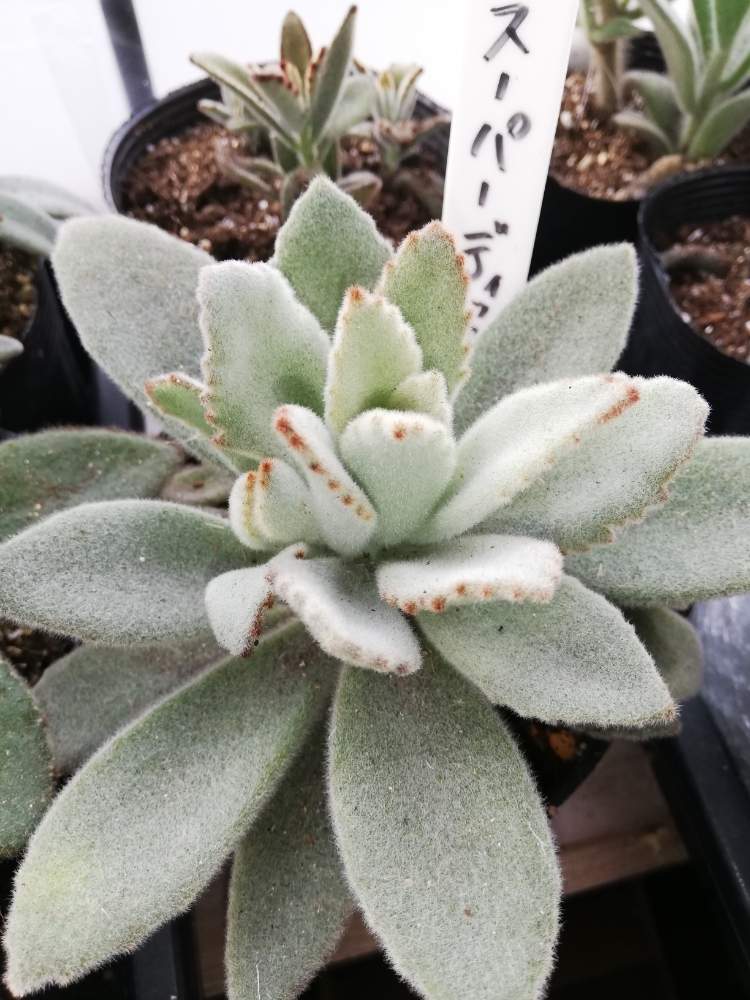 スーパーディッカーの投稿画像 By アンソニーさん カランコエ と多肉植物と多肉男子と白兎耳 と月兎耳ちゃんとステファン苗 と チョコレートソルジャーと福兎耳 とカランコエ属と ゴールデンラビットと月兎耳 月1月7日 Greensnap グリーン