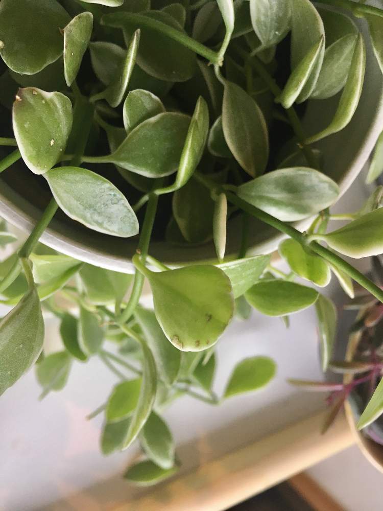 観葉植物の投稿画像 By まめさん 虫 と相談とディスキディアエメラルド 月1月7日 Greensnap グリーンスナップ