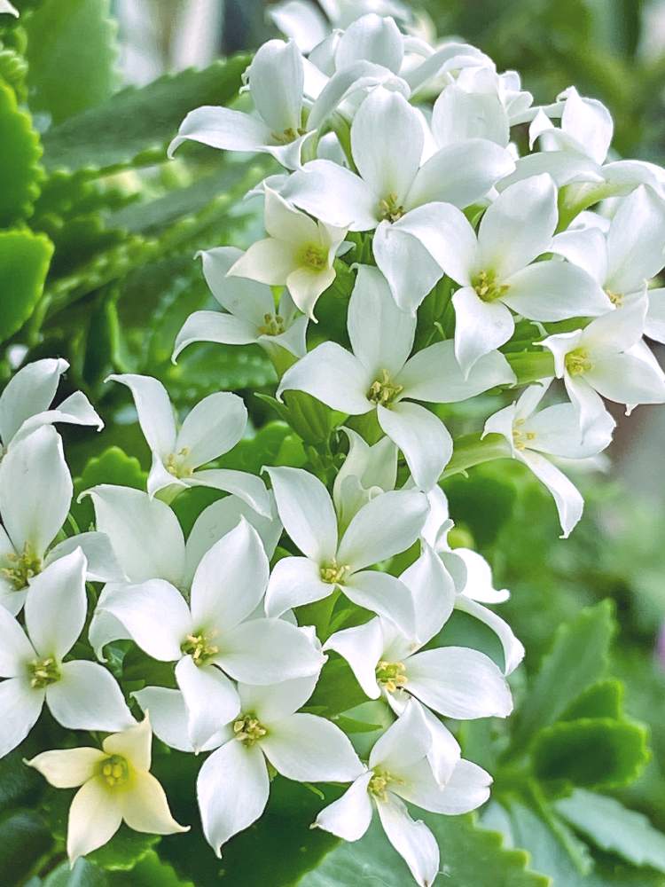 カランコエの投稿画像 By なおさん たのしみ と幸せと植物愛がとまらないとよろしくお願いしますと植物大好きと植物だいすきと大好きと植中毒と素人園芸と小さな幸せ とうれしい と可愛いと カランコエ属と小さい花と花のある暮らしと白い花ともりもり咲き 月1月7