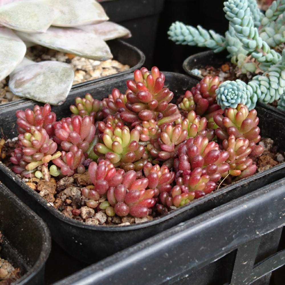 抜き苗】レッドベリー 多肉植物 セダム 紅葉 プレステラ どぎつい プラ鉢
